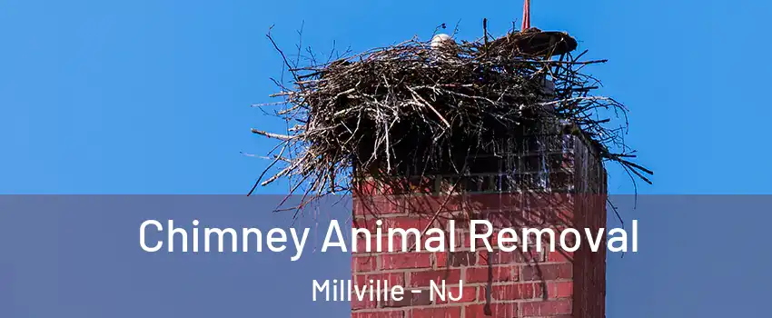 Chimney Animal Removal Millville - NJ