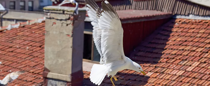 Residential Chimney Animal Removal Solution in Millville, NJ